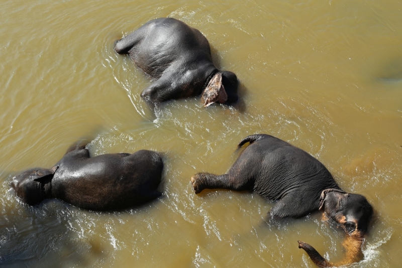 21 день по Шри-Ланке на машине