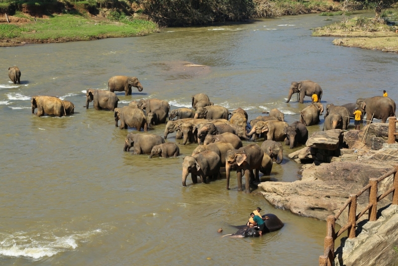 21 день по Шри-Ланке на машине