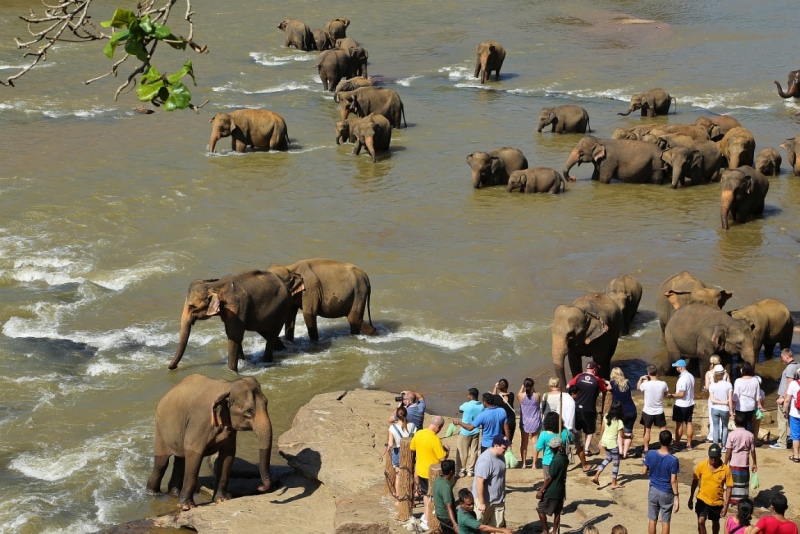 21 день по Шри-Ланке на машине