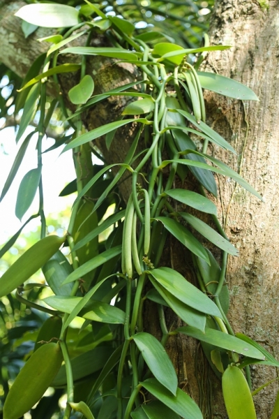 21 день по Шри-Ланке на машине