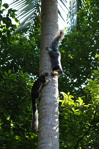 21 день по Шри-Ланке на машине