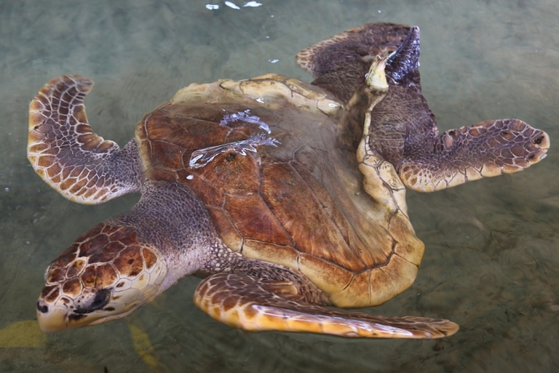 21 день по Шри-Ланке на машине