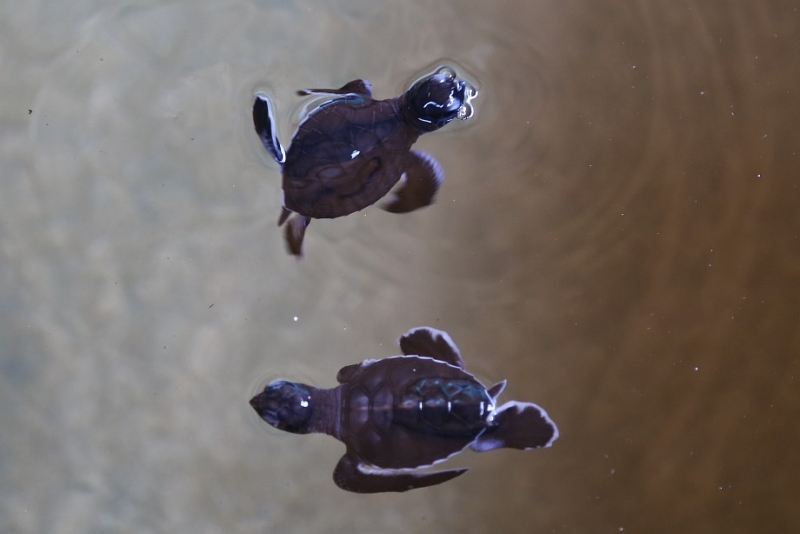 21 день по Шри-Ланке на машине