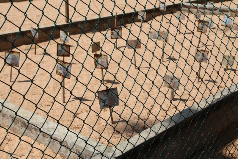 21 день по Шри-Ланке на машине