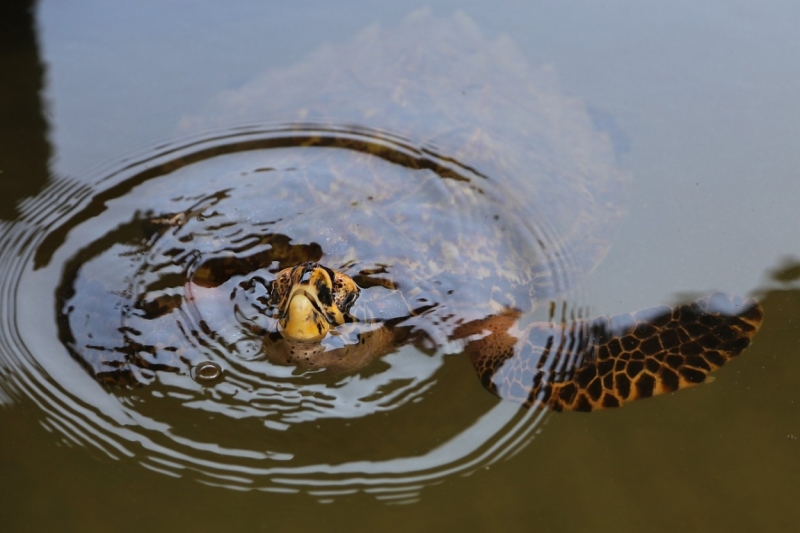 21 день по Шри-Ланке на машине
