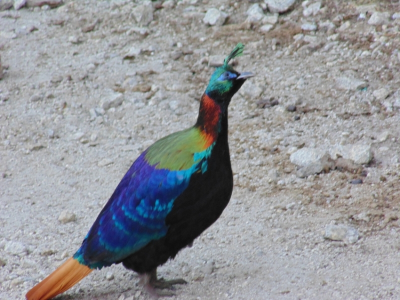Январский трек к Эвересту. Гокио Ри за 6 дней (туда-обратно).