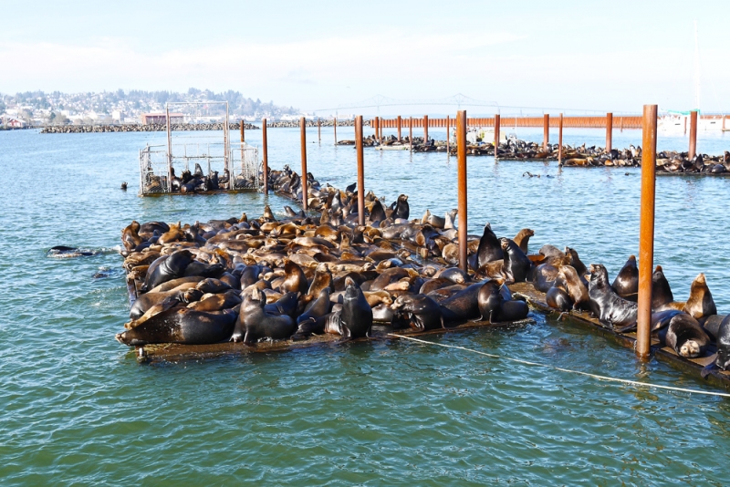 Океанское побережье штата Орегон