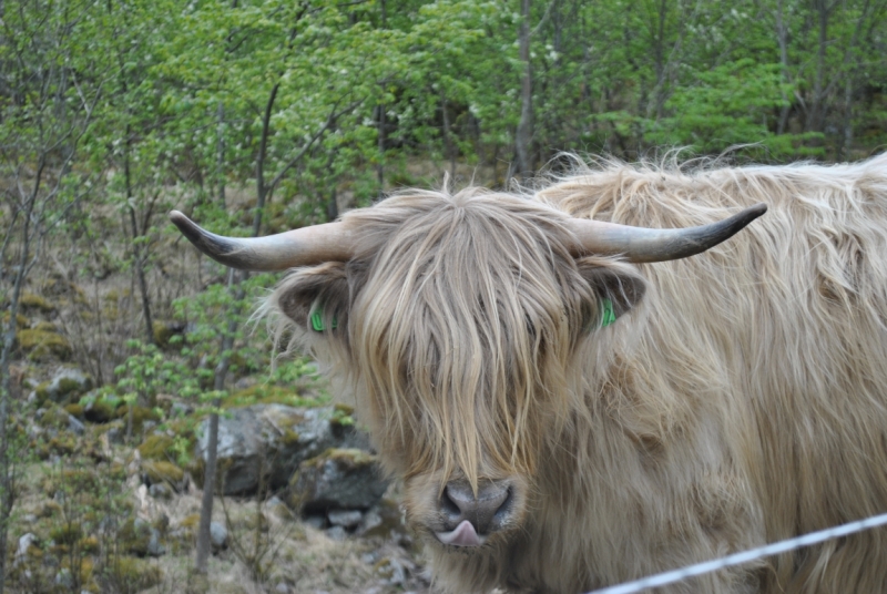 Норвегия Майские 2014