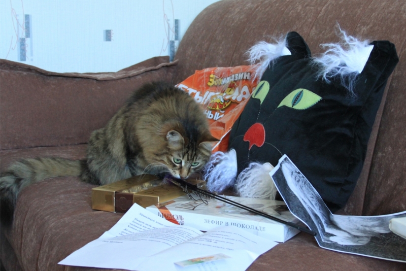 Поговорим о кошках32