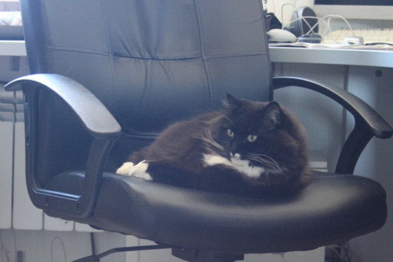 Поговорим о кошках32