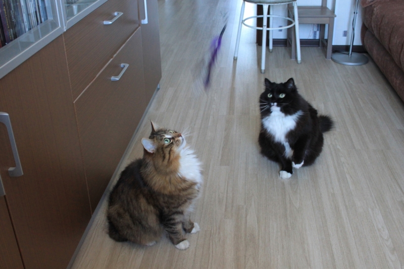 Поговорим о кошках32