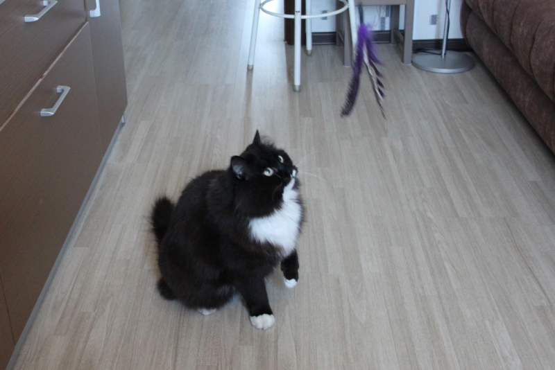 Поговорим о кошках32