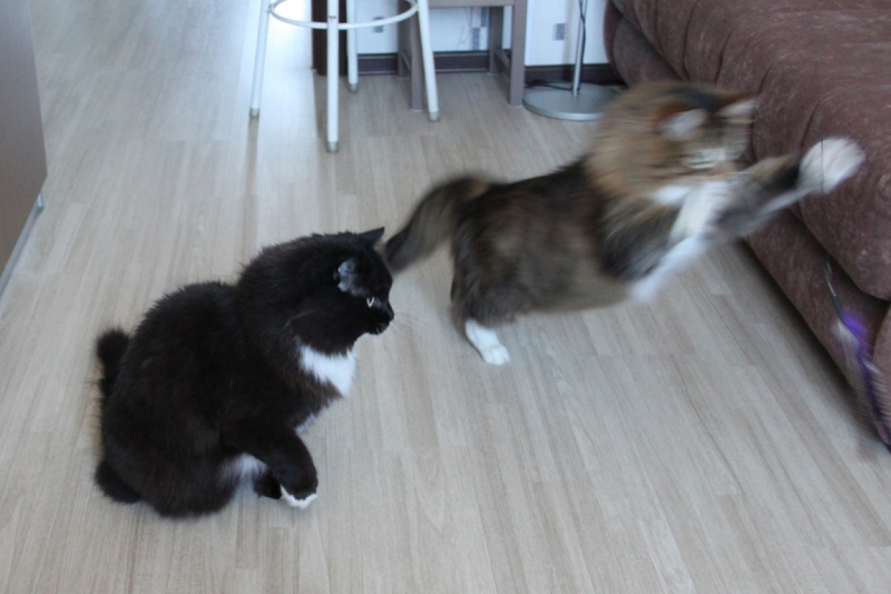 Поговорим о кошках32