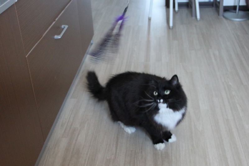 Поговорим о кошках32