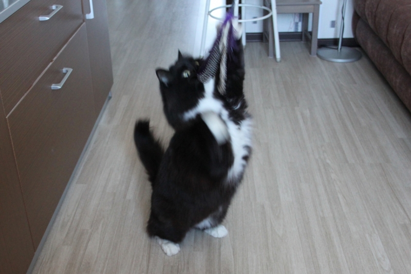 Поговорим о кошках32