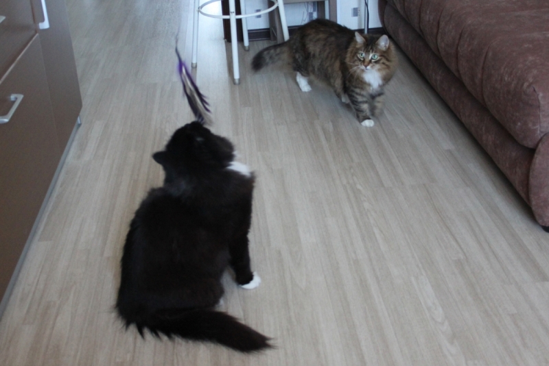 Поговорим о кошках32