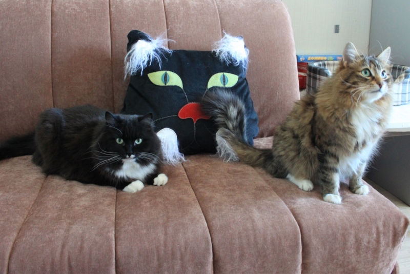 Поговорим о кошках32