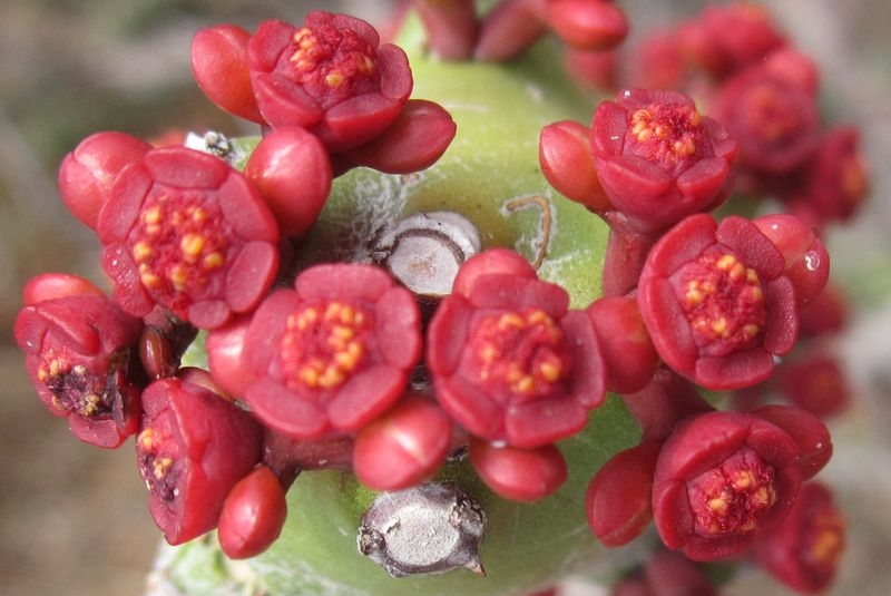 Индия (север: Варанаси, Бодхгая, Дармсала)