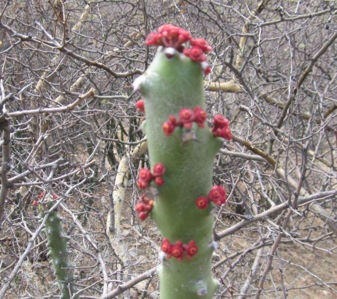 Индия (север: Варанаси, Бодхгая, Дармсала)