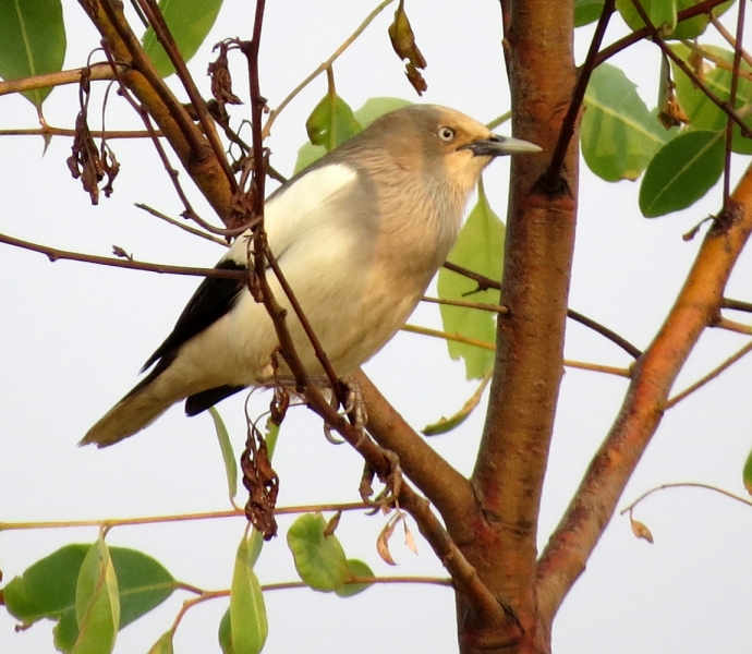 Китайский скворец – White-shouldered Starling (Sturnia sinensis)
