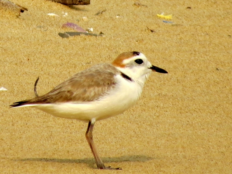 Морской зуёк – Kentish Plover (Charadrius alexandrinus)