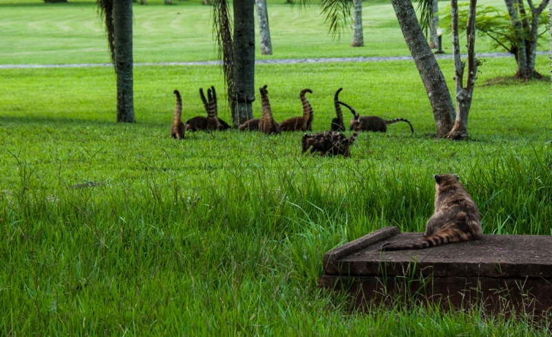 В ритме самбы по Бразилии, Перу и Боливии. Февраль-март 2015 г