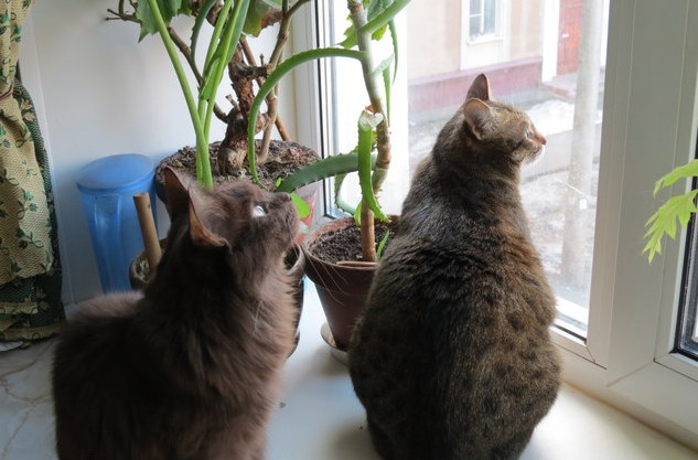 Поговорим о кошках32