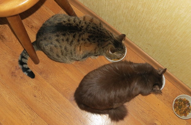 Поговорим о кошках32