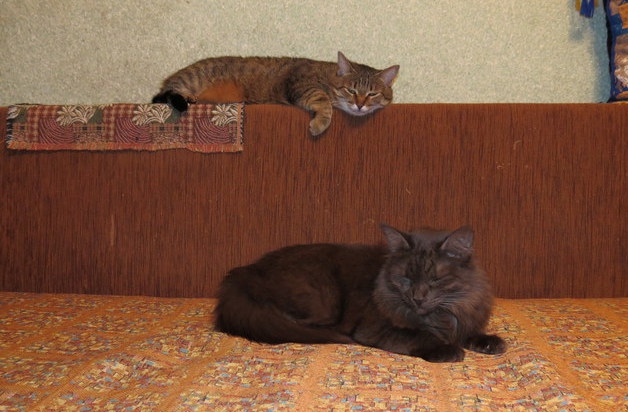 Поговорим о кошках32