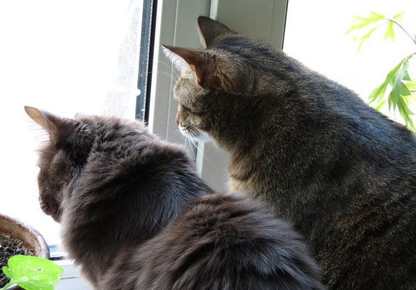 Поговорим о кошках32