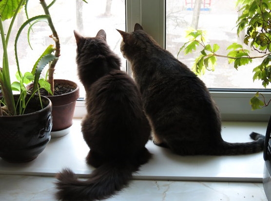 Поговорим о кошках32