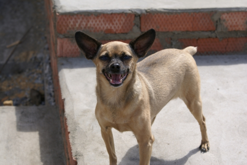 Наши собаки