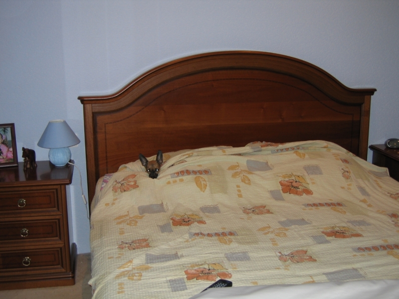 Наши собаки