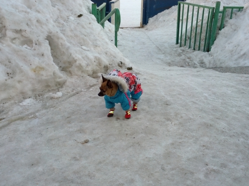 Наши собаки