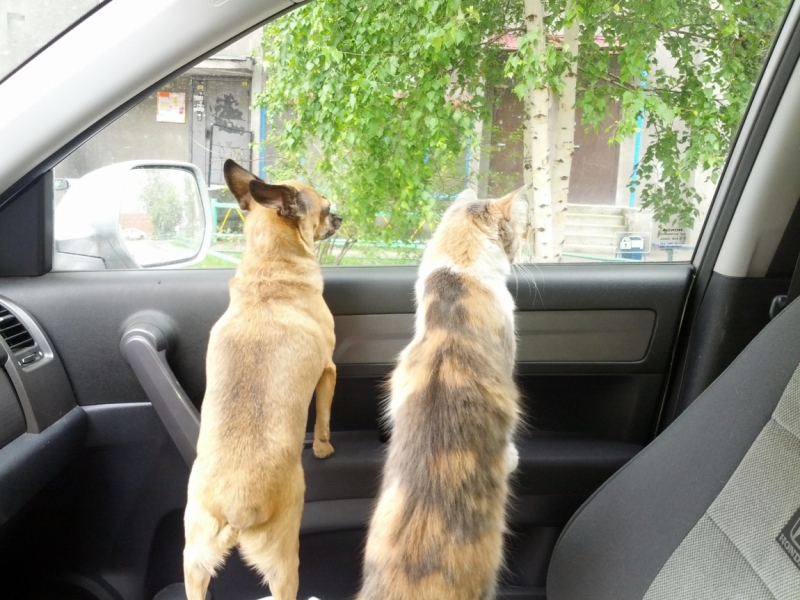 Наши собаки