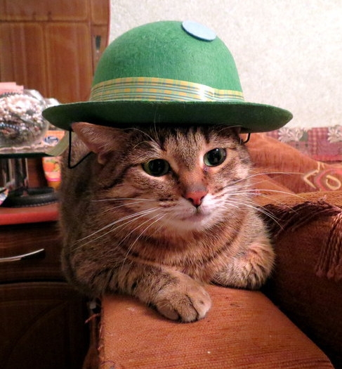 Поговорим о кошках32