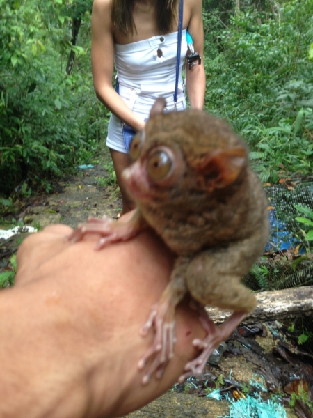 Филиппины самостоятельно январь 2015 (часть 1).