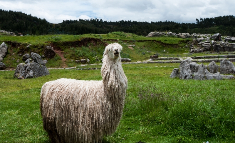 В ритме самбы по Бразилии, Перу и Боливии (продолжение)