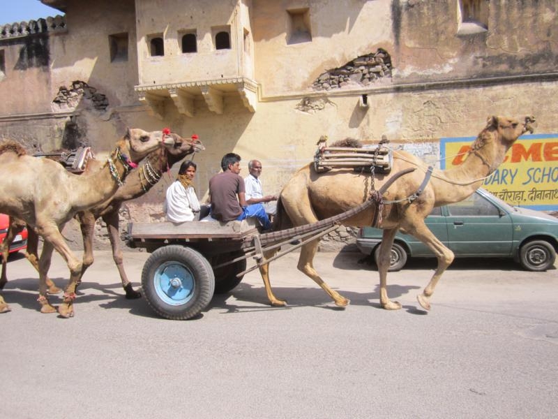 Индия (север: Варанаси, Бодхгая, Дармсала)