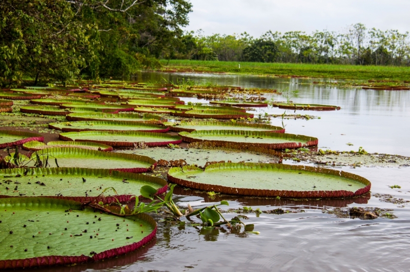 В ритме самбы по Бразилии, Перу и Боливии (продолжение)