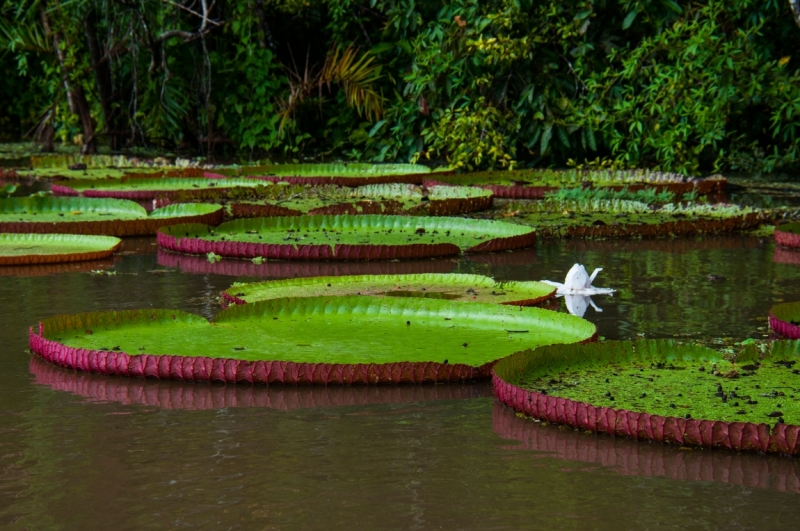 В ритме самбы по Бразилии, Перу и Боливии (продолжение)