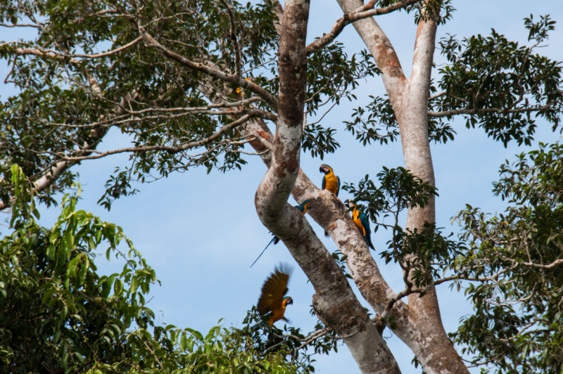 В ритме самбы по Бразилии, Перу и Боливии (продолжение)