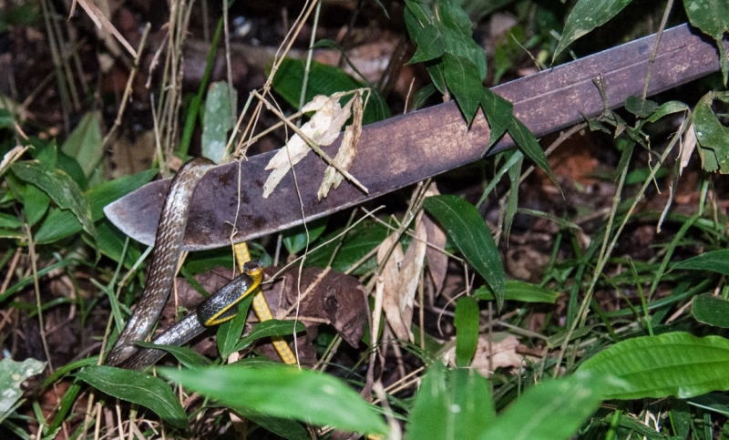 В ритме самбы по Бразилии, Перу и Боливии (продолжение)