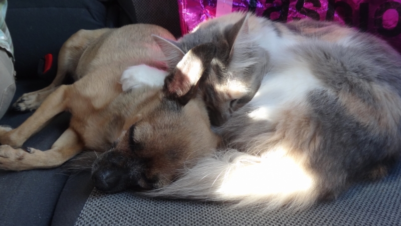 Наши собаки