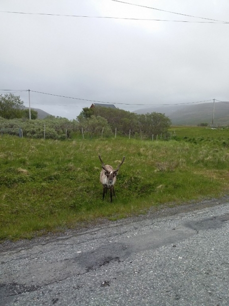 Москва - Torsvåg