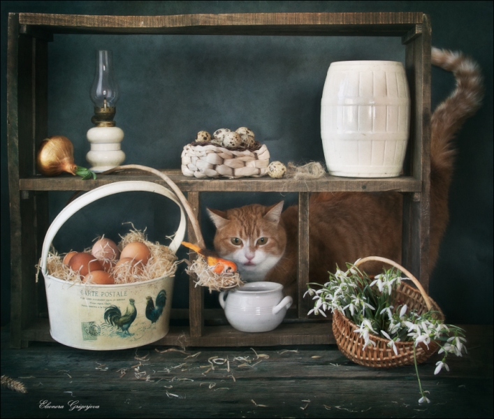 Поговорим о кошках32