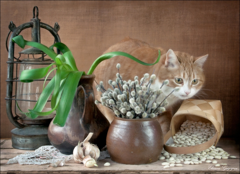 Поговорим о кошках32