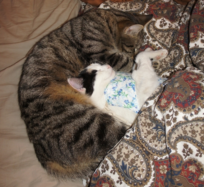 Поговорим о кошках32