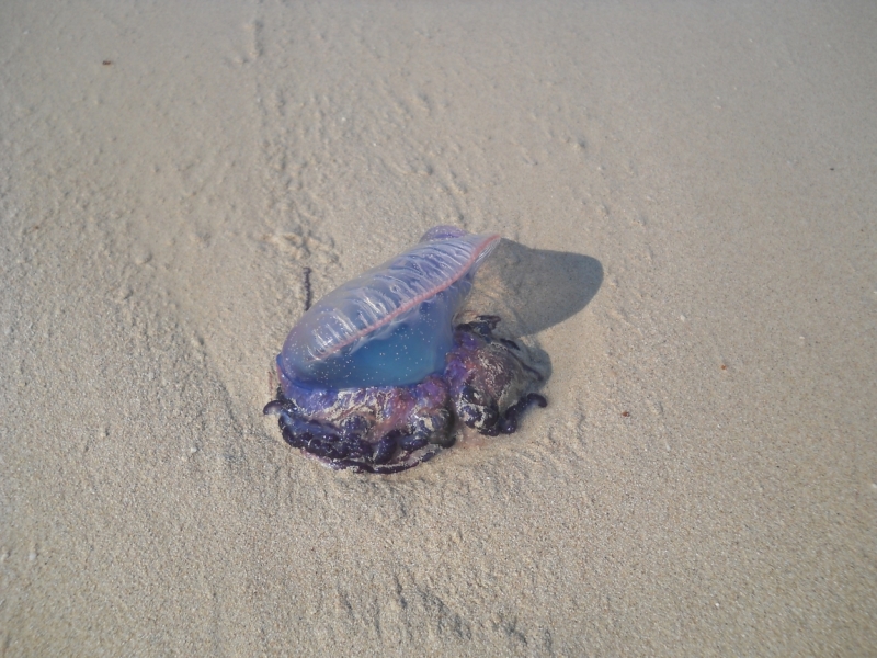 Куба - не съесть, но надкусить. Гавана и кусочек Варадеро.