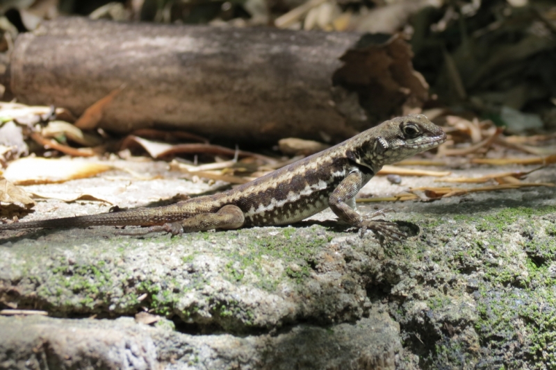 Наш бразильский дневник, февраль 2015